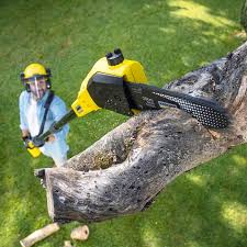 Best Tree Removal  in Sloan, NY